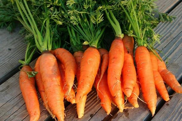 ăn cà rốt giúp giảm cân các món ăn từ cà rốt giúp giảm cân ăn cà rốt có giảm cân không giảm cân bằng cà rốt như thế nào cách giảm cân bằng cà rốt như thế nào giảm cân bằng cà rốt công dụng giảm cân của cà rốt