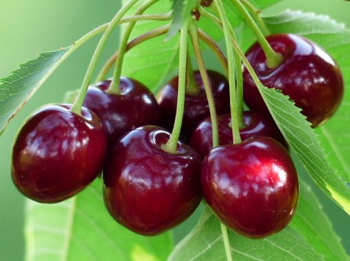 Ăn cherry có giúp giảm cân không? Tất tần tật về thành phần dinh dưỡng lẫn tác dụng của trái cherry